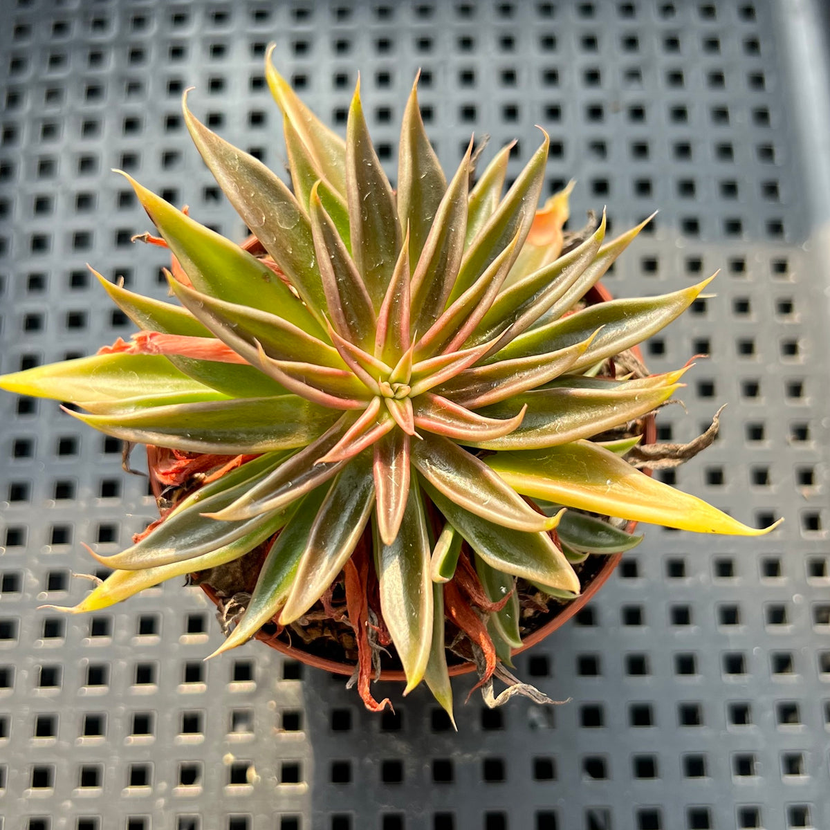 Echeveria Lutea 2"-3" (100% Grown In House) Succulent Plant (Potted)