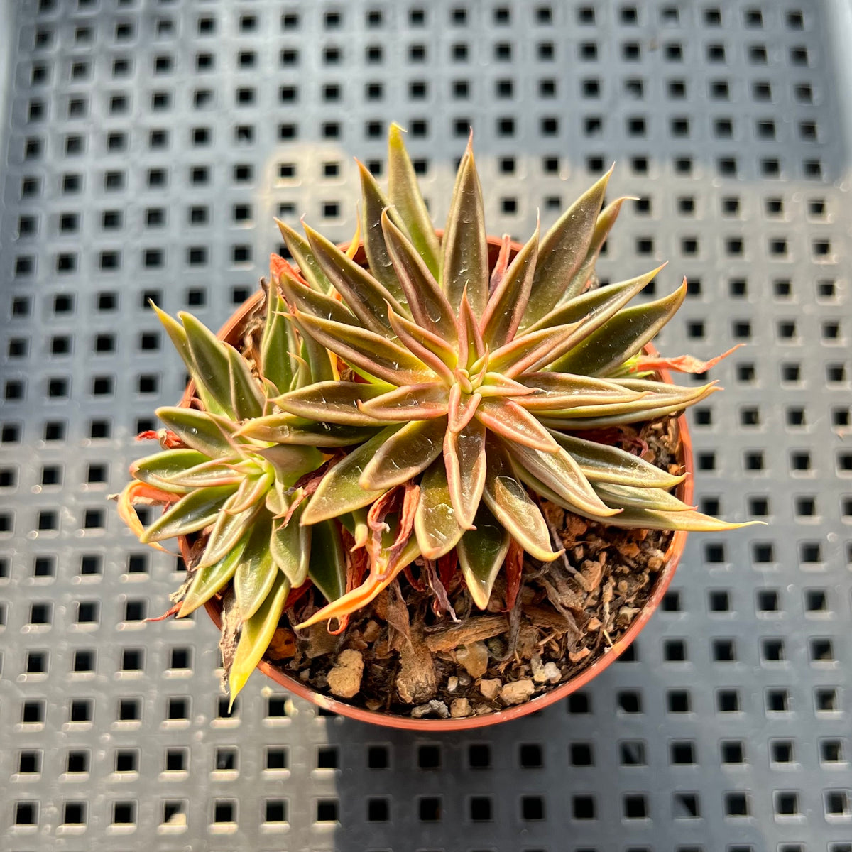 Echeveria Lutea 2"-3" (100% Grown In House) Succulent Plant (Potted)