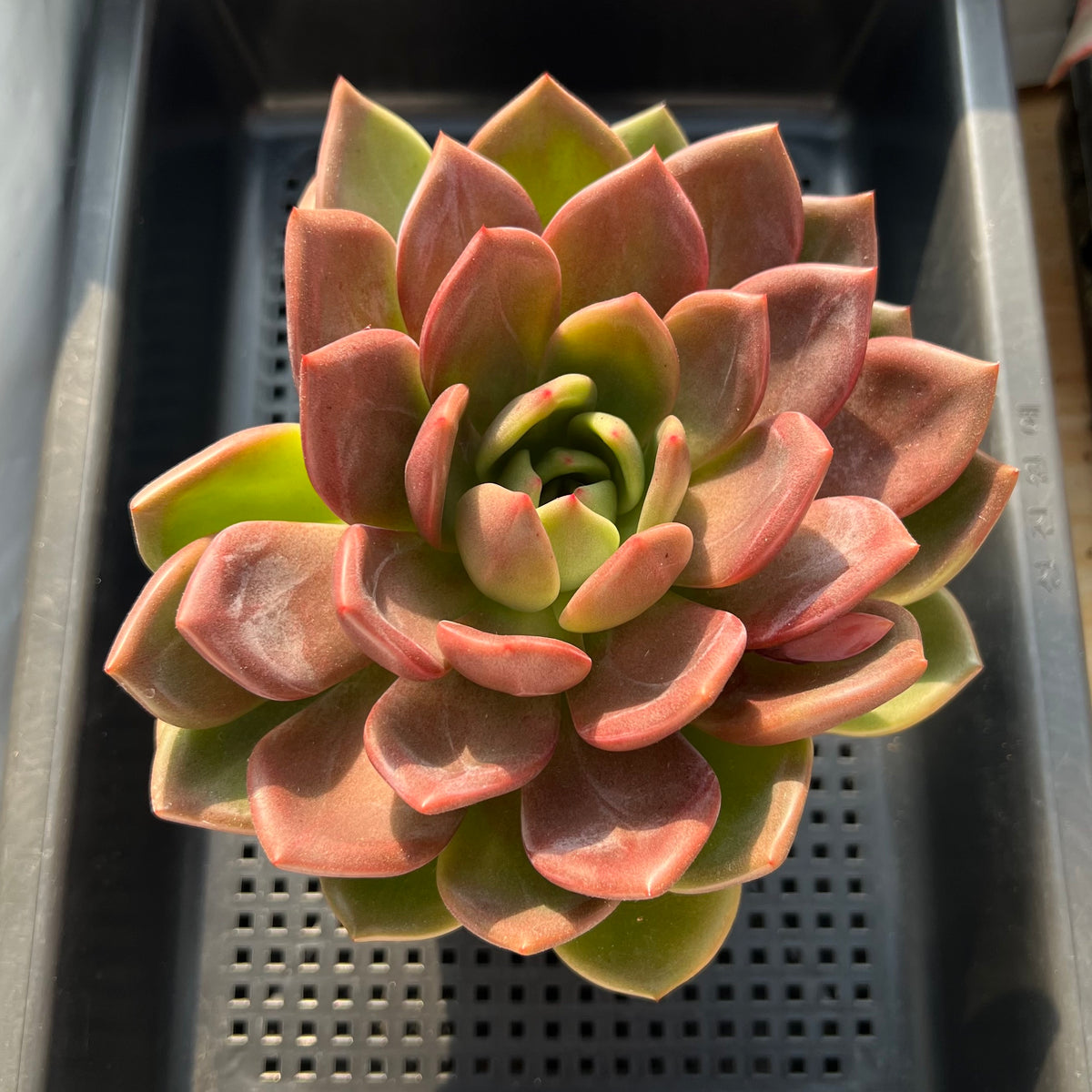 Echeveria 'Midnight Sun' (백야) 5"-6" Large Succulent Plant (Potted)