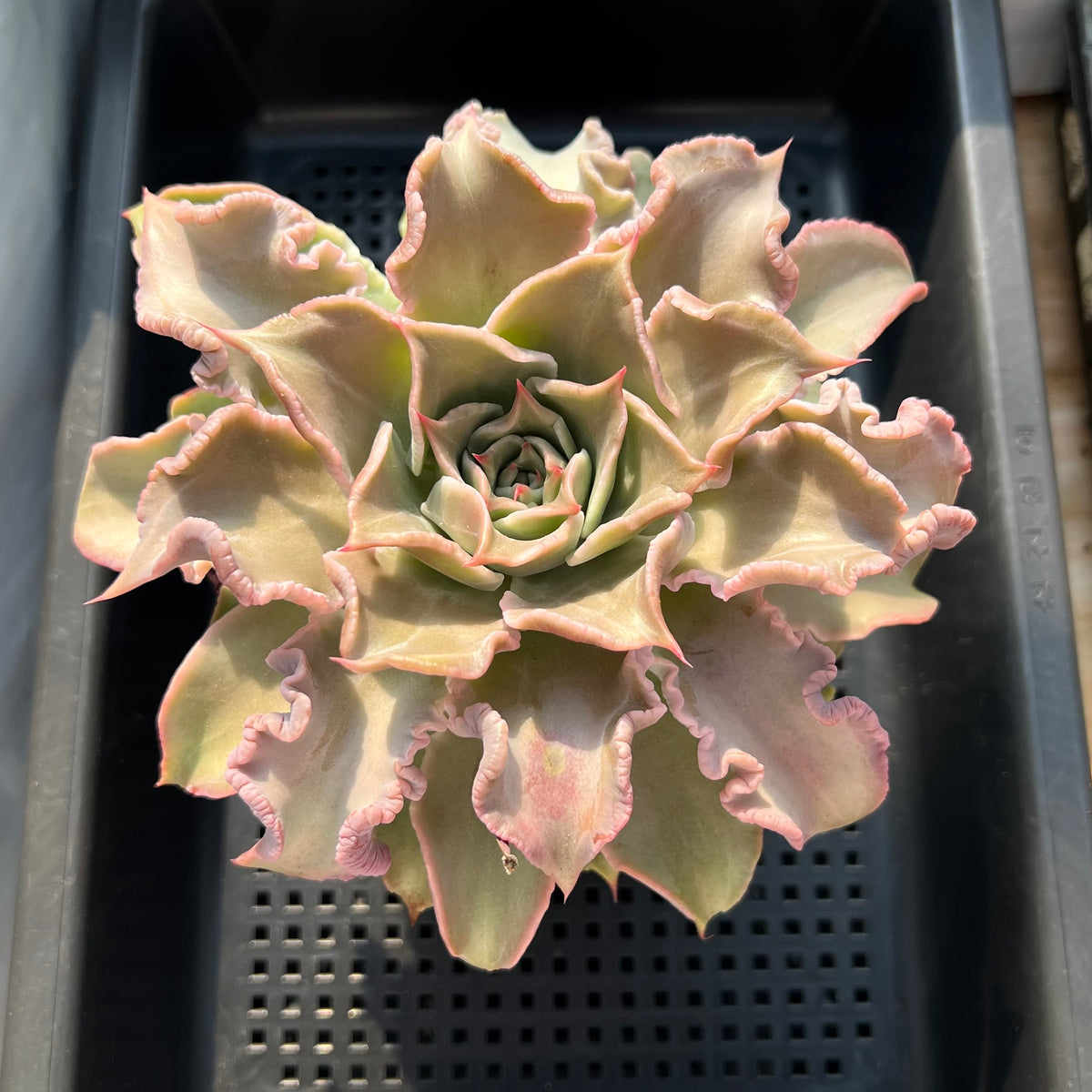 Echeveria 'Madiba' 5"-6" Large Succulent Plant (Potted)