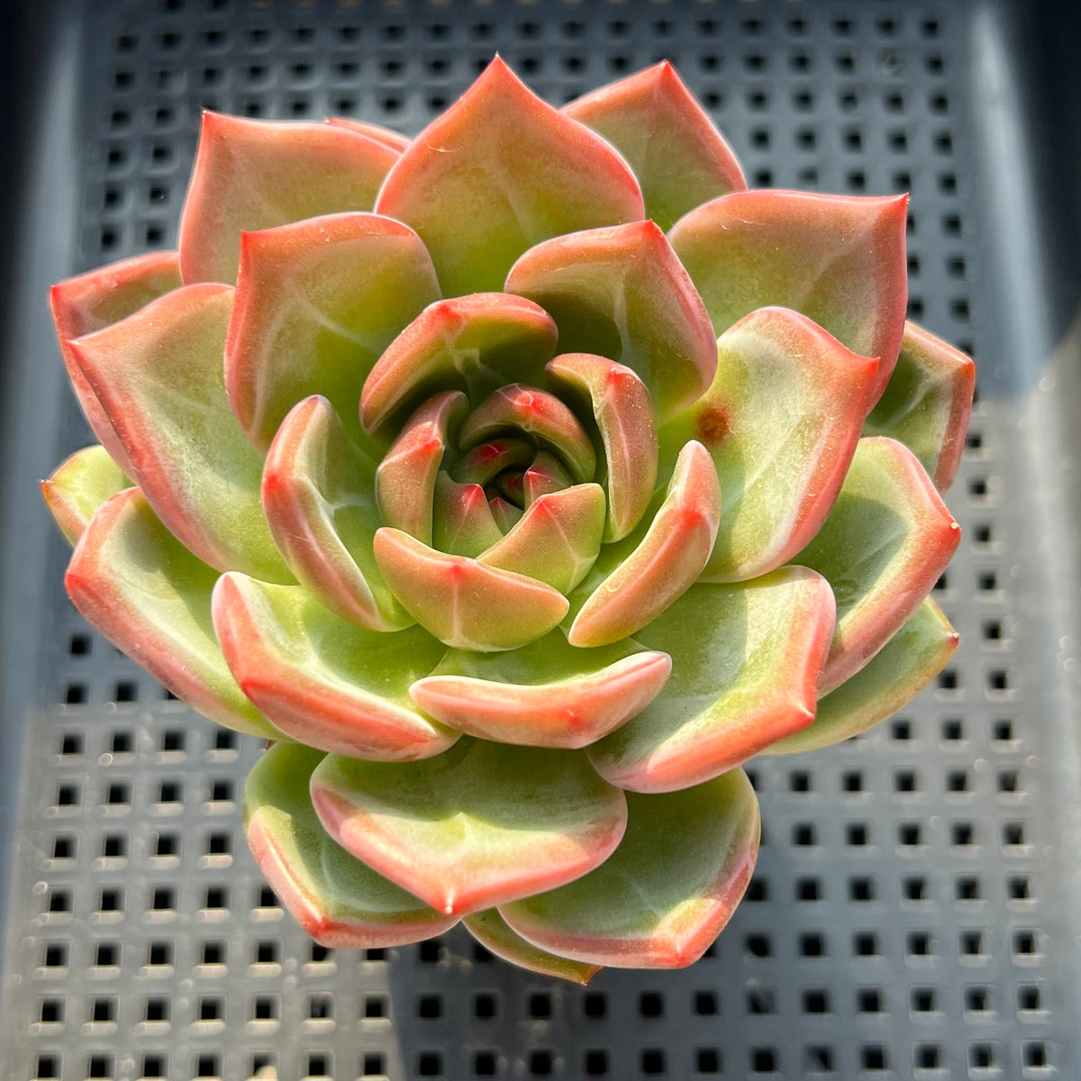 Echeveria 'Orange Champaign' 2"-3" Succulent Plant (Potted)