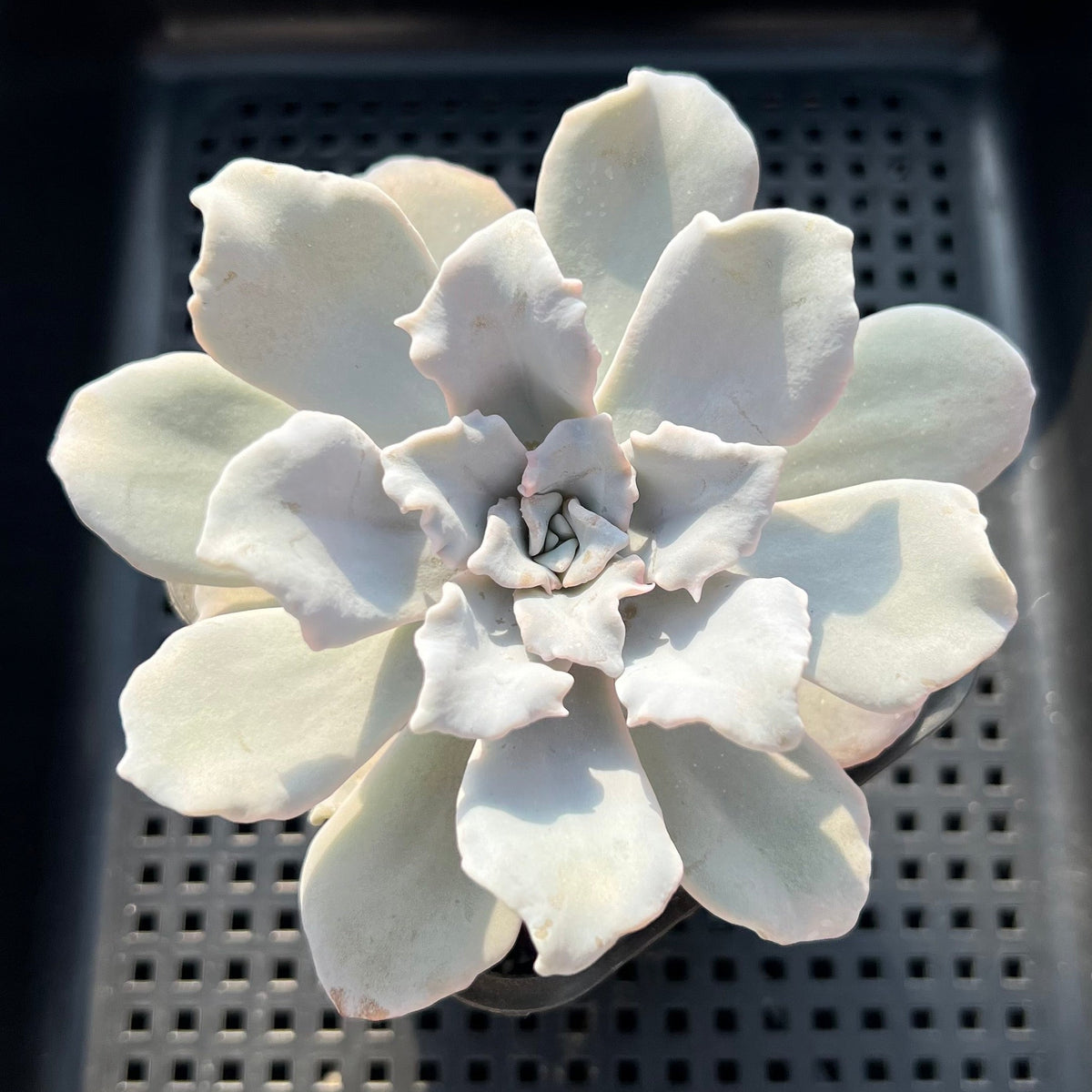 Echeveria Lilacina 'Crispate Beauty' 4" Succulent Plant (Potted)