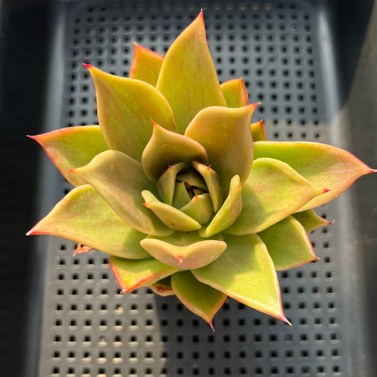 Echeveria 'Jade Star' Variegated 3" Succulent Plant (Potted)