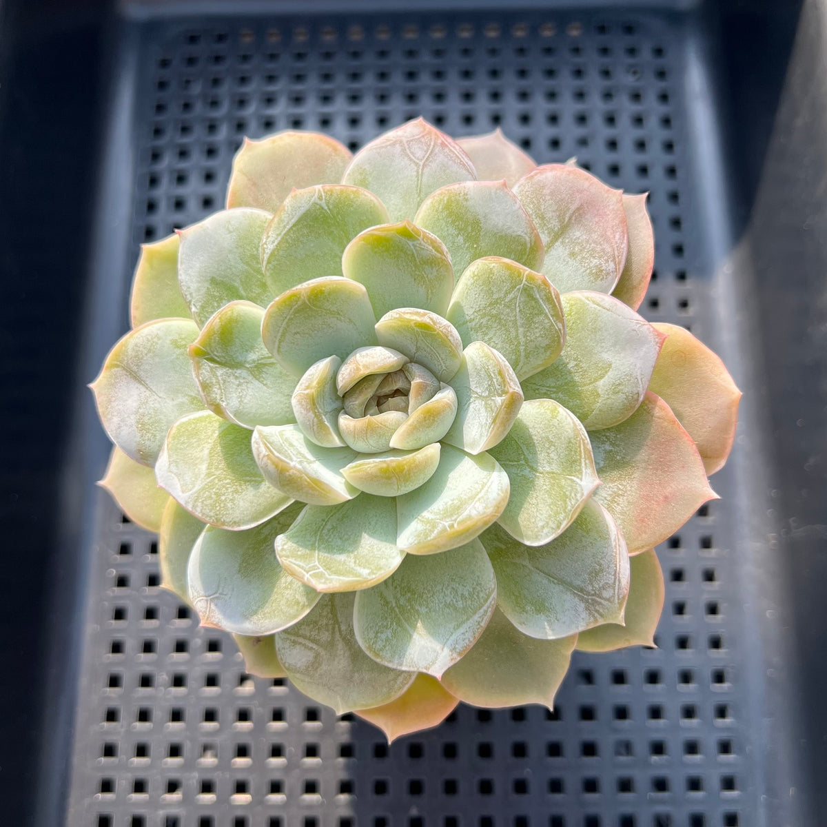 Echeveria sp. 3"-4" Succulent Plant (Potted)