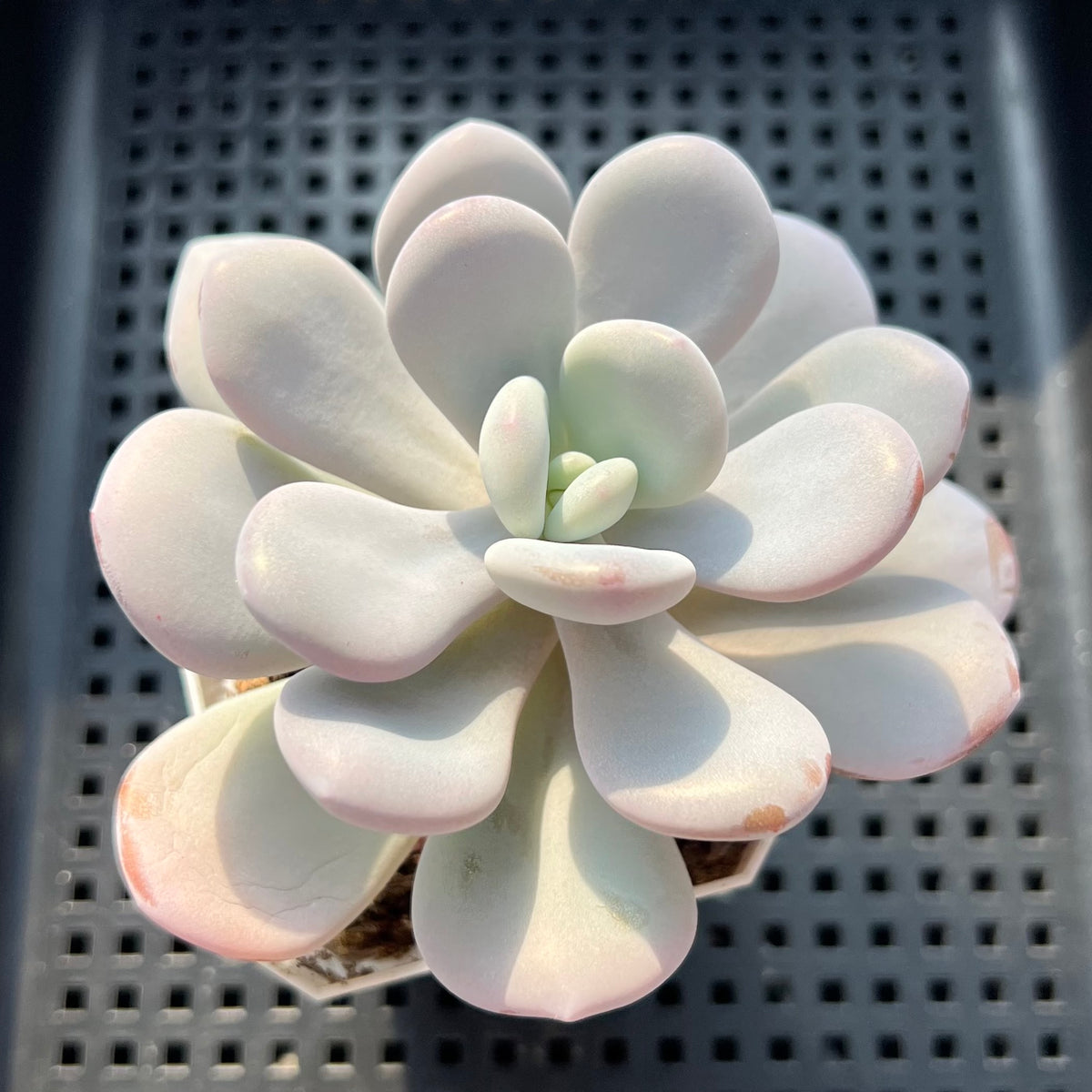 Graptoveria 'Lalla' 3"-4" Succulent Plant (Potted)