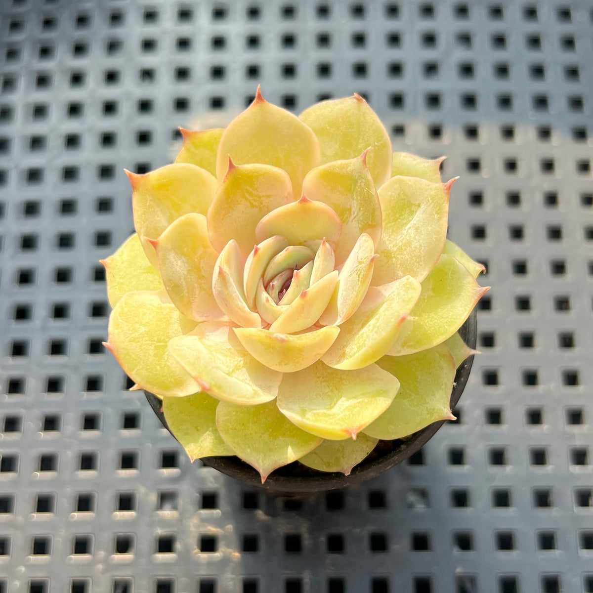 Echeveria 'Onslow' x 'Sugar Heart' 1" Succulent Plant (Potted)