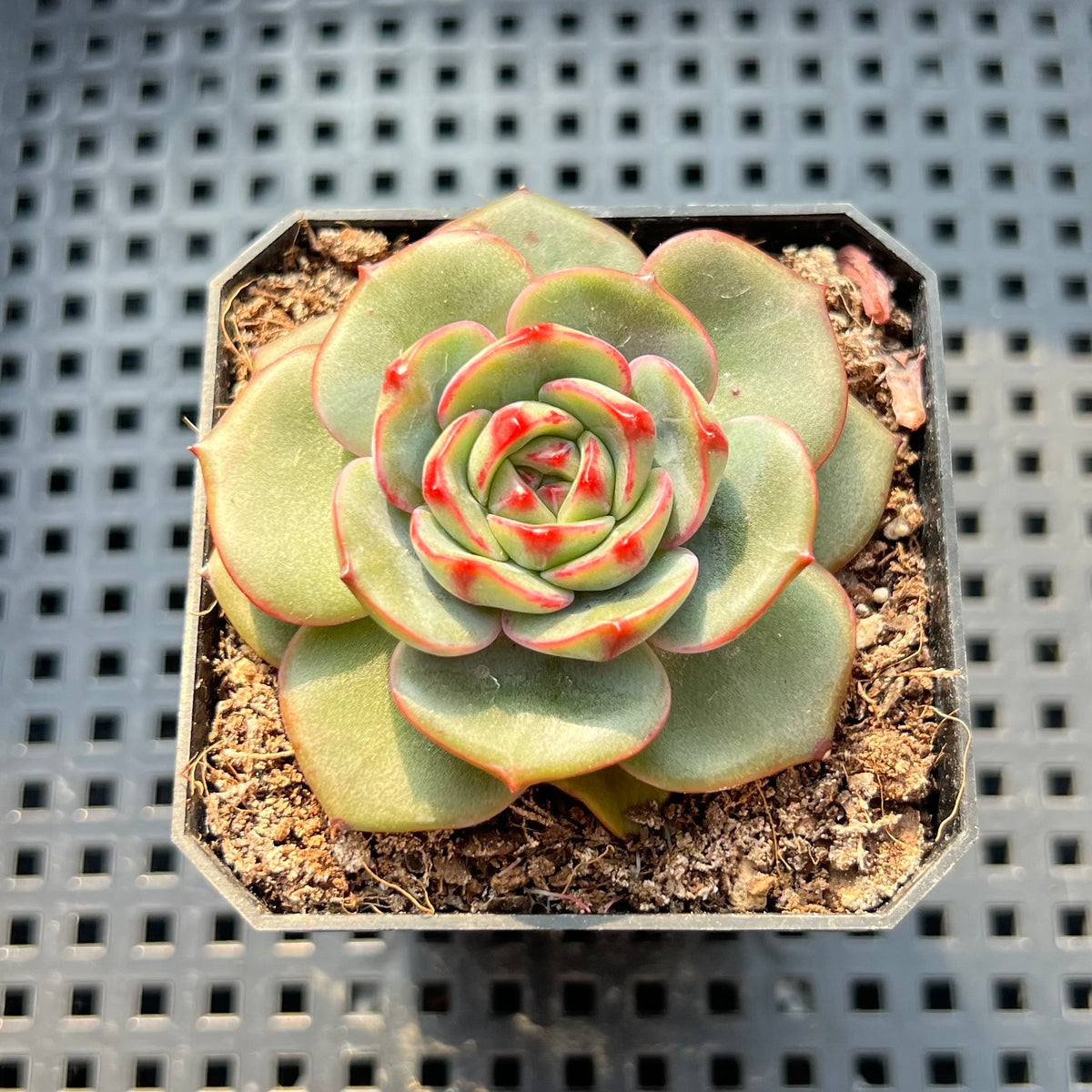 Echeveria 'Sun Up' 2"-3" Succulent Plant (Potted)
