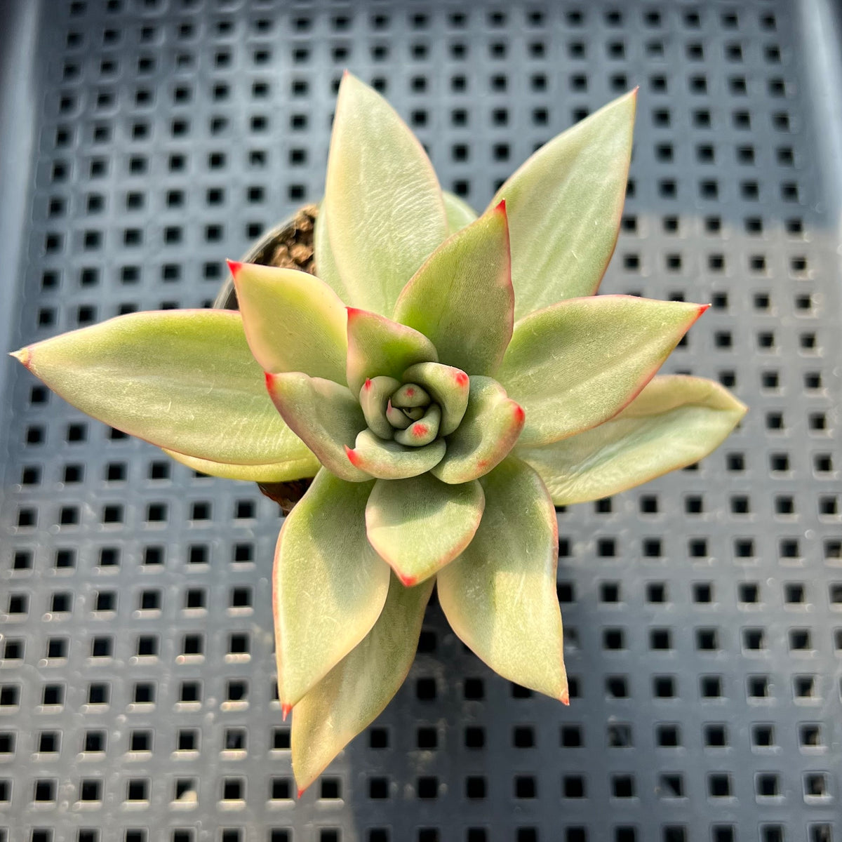 Echeveria Agavoides 'Maria' Variegated 1"-2" Succulent Plant (Potted)