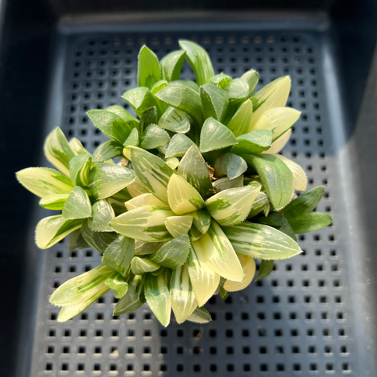 Haworthia Heidelbergensis Variegated Cluster 3" Succulent Plant (Potted)