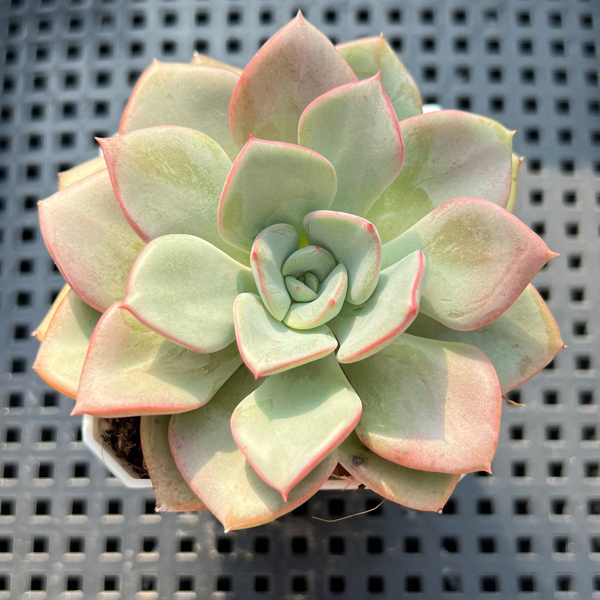 Echeveria 'Blue Velvet' 2"-3" Succulent Plant (Potted)