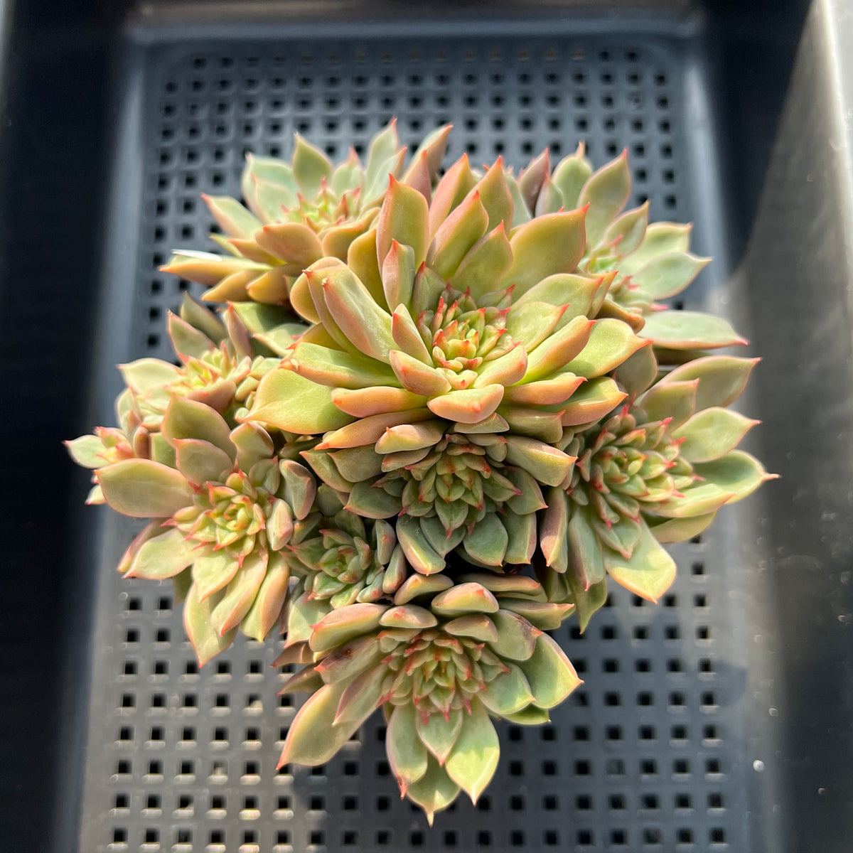 Echeveria 'Tesla' 3"-4" Cluster (Hwaga Orignial Hybrid) Succulent Plant(Potted)