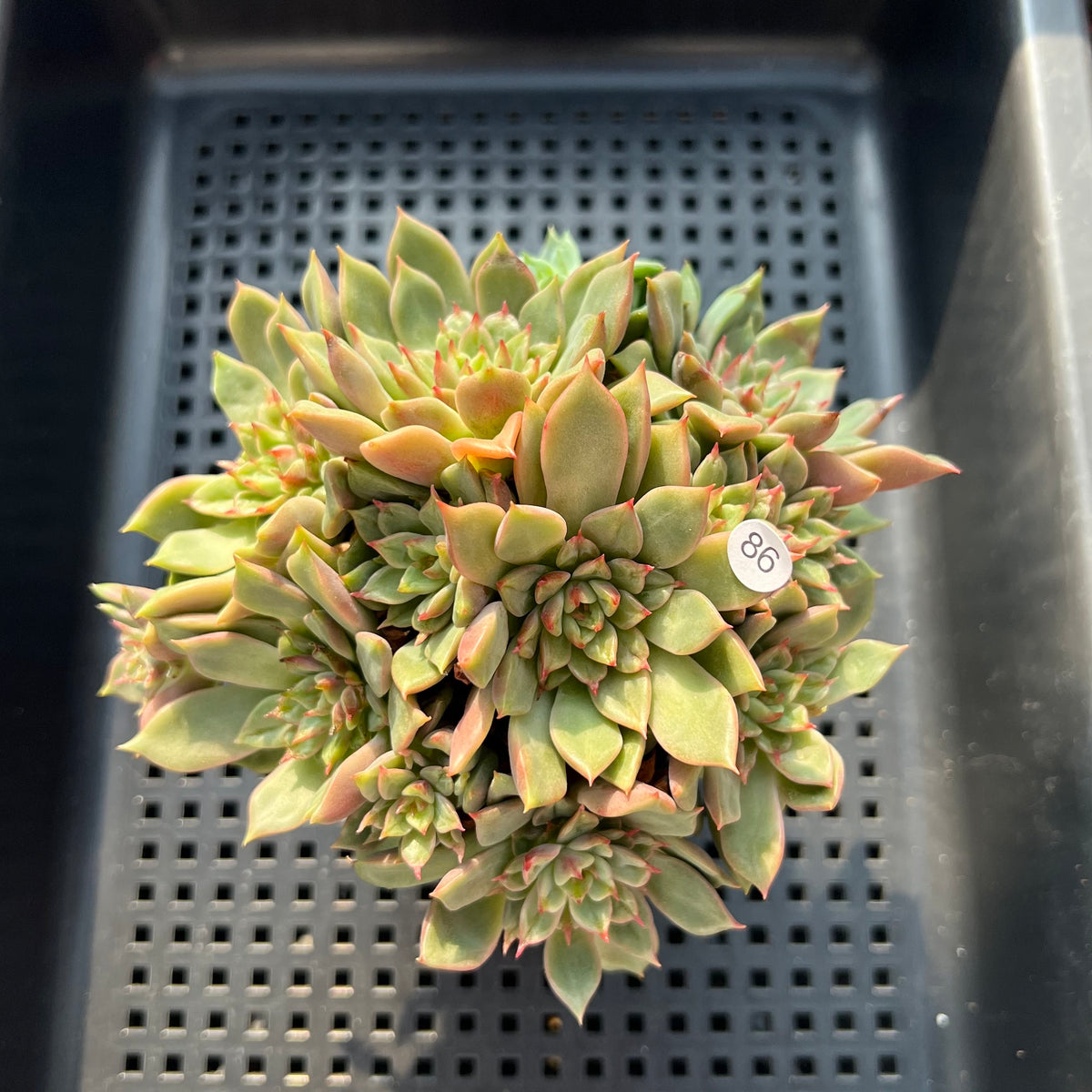 Echeveria 'Tesla' 3"-4" Cluster (Hwaga Orignial Hybrid) Succulent Plant(Potted)