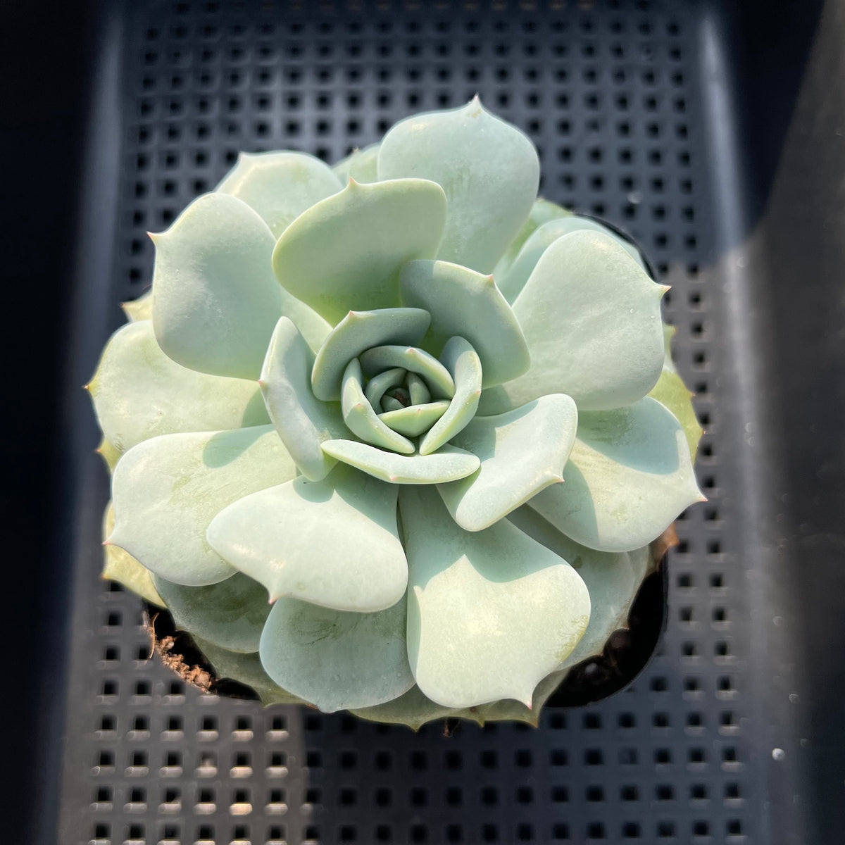 Echeveria 'Snow Garden' 3" Succulent Plant (Potted)