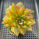 Echeveria 'Leopard' Variegated 3" Succulent Plant