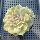 Echeveria 'Onslow' Variegated 2"-3" Succulent Plant