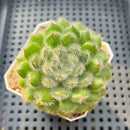 Echeveria 'Abiyu' 2" Succulent Plant