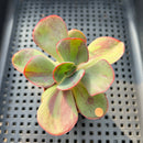 Echeveria 'Goiabinha' Variegated 2" (100% Grown In House) Succulent Plant