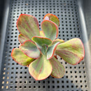 Echeveria 'Goiabinha' Variegated 2" (100% Grown In House) Succulent Plant