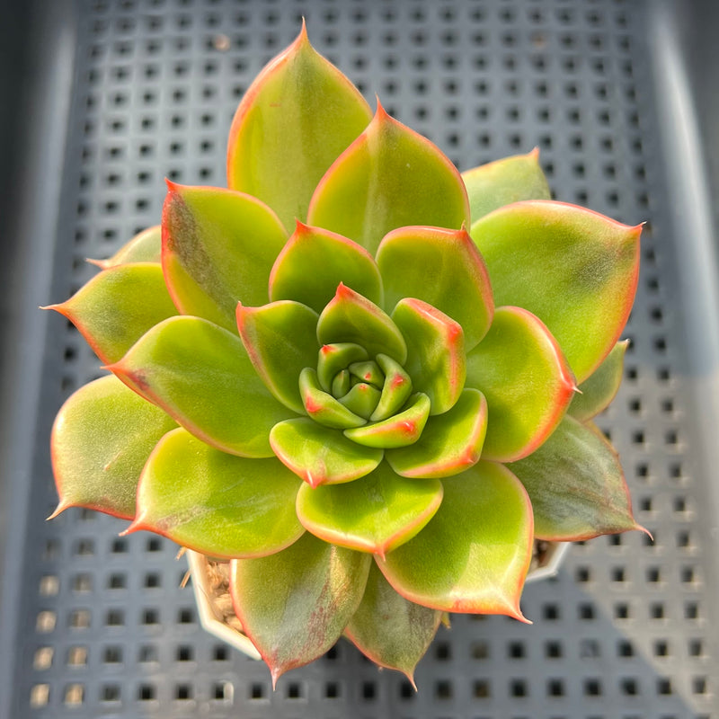 leopard succulent Echeveria 'Leopard' Variegated 3" Succulent Plant