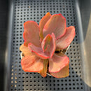 Echeveria 'Golden State' Variegated 2" Succulent Plant