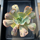 Echeveria 'Garden Bungalow' 4" Succulent Plant