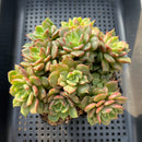 Echeveria 'Tesla' Large Cluster 5"-6" Succulent Plant