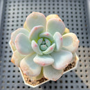 Echeveria 'Orange Monroe' 2" Succulent Plant