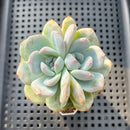 Echeveria 'Orange Monroe' Bifurcated 2" Succulent Plant