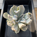 Echeveria 'Thriller Pearl' 3"-4" Large Succulent Plant