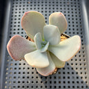 Echeveria 'Yumemi Yugao' ('Brunch Wine' x 'Pink Bubble' Hybrid) 2"-3" Mam&Sister Farm Original Japanese Hybrid Succulent Plant