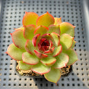 Echeveria Agavoides 'Eclipse' 2" (100% Grown In House) Succulent Plant