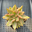 Echeveria Agavoides 'Elkhorn' Variegated 2" Succulent Plant