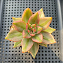Echeveria Agavoides 'Elkhorn' Variegated 2" Succulent Plant