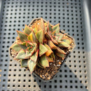 Echeveria 'Monocerotis' Variegated 2"-3" Succulent Plant