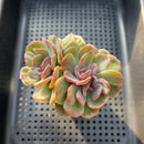 Echeveria 'Dentra' Variegated 3"-4” Cluster Succulent Plant