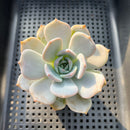 Echeveria 'Lehman' 2" Succulent Plant