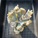 Echeveria 'Thriller Pearl' 2"-3" Succulent Plant