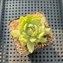 Echeveria 'Queens Maria' Variegated 2" Succulent Plant