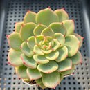 Echeveria 'Belladonna' 3" Succulent Plant