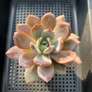 Echeveria 'Purple Champaign' 3" Succulent Plant