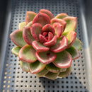 Echeveria 'Amaterasu' 3" Succulent Plant