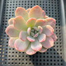 Echeveria 'Orange Monroe' Variegated 2"-3" Succulent Plant