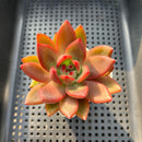 Echeveria 'Neon Rouge' 2" Succulent Plant