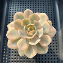 Echeveria Runyonii Variegated (Aka Echeveria 'Akaihosi' Variegated) 2"-3" Succulent Plant