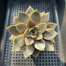 Graptoveria 'Himba' (Suculentia Original Hybrid: Graptopetalum superbum × Echeveria purpusorum) 3" Succulent Plant