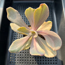 Pachyveria 'Pampoteus' Variegated 3" Succulent Plant