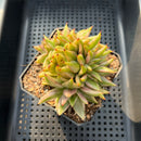 Echeveria Agavoides 'Elkhorn' Crested Variegated 4" Succulent Plant