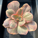 Echeveria 'Suyon' Variegated 3" Succulent Plant