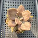 Echeveria Xichuensis 2" Succulent Plant