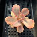 Echeveria 'Pink Angel' Variegated 2" Succulent Plant